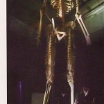 Giant bones found in a secret location