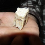 Giant tooth